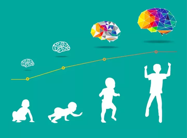 graphic representing brain development from a baby to a child